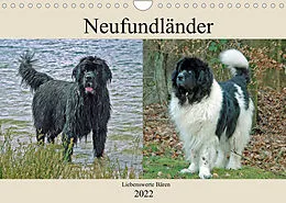 Kalender Neufundländer Liebenswerte Bären (Wandkalender 2022 DIN A4 quer) von Claudia Kleemann
