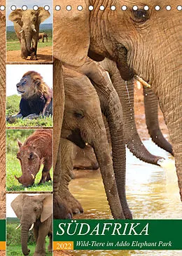 Kalender SÜDAFRIKA Wild-Tiere im Addo Elephant Park (Tischkalender 2022 DIN A5 hoch) von Barbara Fraatz