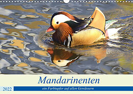 Kalender Mandarinenten, ein Farbtupfer auf allen Gewässern. (Wandkalender 2022 DIN A3 quer) von Rufotos