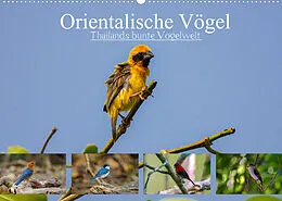 Kalender Orientalische Vögel - Thailands bunte Vogelwelt (Wandkalender 2022 DIN A2 quer) von Arne Wünsche