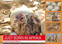 Kalender JUST BORN IN AFRIKA Kalahari Straussen Babies (Wandkalender 2022 DIN A3 quer) von Barbara Fraatz