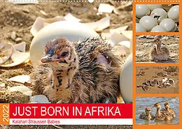 Kalender JUST BORN IN AFRIKA Kalahari Straussen Babies (Wandkalender 2022 DIN A2 quer) von Barbara Fraatz