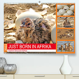 Kalender JUST BORN IN AFRIKA Kalahari Straussen Babies (Premium, hochwertiger DIN A2 Wandkalender 2022, Kunstdruck in Hochglanz) von Barbara Fraatz
