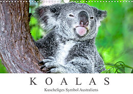 Kalender Koalas - Kuscheliges Symbol Australiens (Wandkalender 2022 DIN A3 quer) von Dieter Meyer