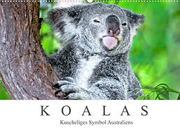 Kalender Koalas - Kuscheliges Symbol Australiens (Wandkalender 2022 DIN A2 quer) von Dieter Meyer