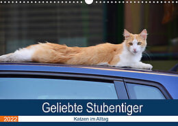 Kalender Geliebte Stubentiger - Katzen im Alltag (Wandkalender 2022 DIN A3 quer) von Thomas Bartruff