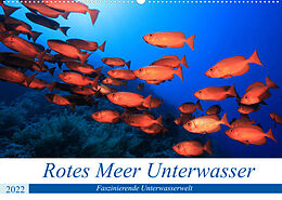 Kalender Rotes Meer Unterwasser (Wandkalender 2022 DIN A2 quer) von Martin Hablützel
