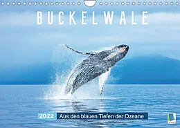 Kalender Buckelwale: Aus den blauen Tiefen der Ozeane (Wandkalender 2022 DIN A4 quer) von CALVENDO