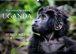 Kalender UGANDA - Berggorillas & Chimps (Wandkalender 2022 DIN A2 quer) von Wibke Woyke