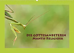 Kalender Die Gottesanbeterin Mantis Religiosa (Wandkalender 2022 DIN A2 quer) von GUGIGEI