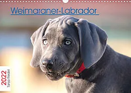 Kalender Weimaraner-Labrador (Wandkalender 2022 DIN A3 quer) von Tanja Riedel