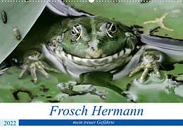 Kalender Frosch Hermann, mein treuer Gefährte. (Wandkalender 2022 DIN A2 quer) von Rufotos