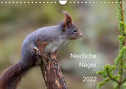 Kalender Niedliche NagerCH-Version (Wandkalender 2022 DIN A4 quer) von Dorothea OLDANI