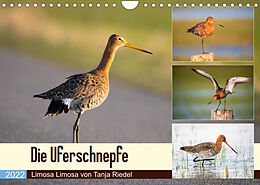 Kalender Die Uferschnepfe Limosa limosa (Wandkalender 2022 DIN A4 quer) von Tanja Riedel