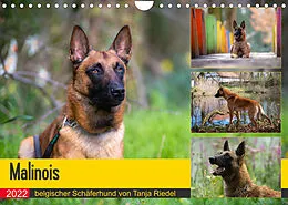 Kalender Malinois - belgischer Schäferhund (Wandkalender 2022 DIN A4 quer) von Tanja Riedel