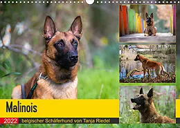 Kalender Malinois - belgischer Schäferhund (Wandkalender 2022 DIN A3 quer) von Tanja Riedel
