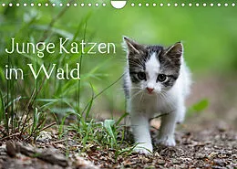 Kalender Junge Katzen im Wald (Wandkalender 2022 DIN A4 quer) von Dorothea OLDANI