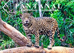 Kalender Pantanal: Faszinierende Tiere hautnah (Wandkalender 2022 DIN A3 quer) von Michael Kurz