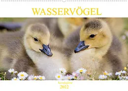 Kalender Wasservögel - Kanadagänse (Wandkalender 2022 DIN A2 quer) von pixs:sell