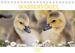 Kalender Wasservögel - Kanadagänse (Tischkalender 2022 DIN A5 quer) von pixs:sell
