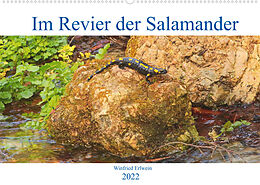 Kalender Im Revier der Salamander (Wandkalender 2022 DIN A2 quer) von Winfried Erlwein
