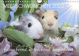 Kalender Meerschweinchen 2022 - bezaubernd, hinreißend, entzückend (Wandkalender 2022 DIN A4 quer) von Sabine Hampe-Neves