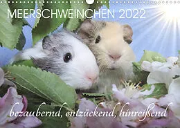 Kalender Meerschweinchen 2022 - bezaubernd, hinreißend, entzückend (Wandkalender 2022 DIN A3 quer) von Sabine Hampe-Neves