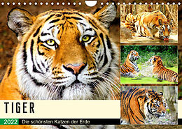 Kalender Tiger. Die schönsten Katzen der Erde (Wandkalender 2022 DIN A4 quer) von Rose Hurley