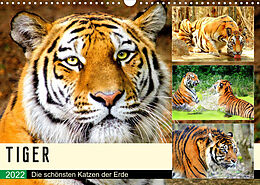 Kalender Tiger. Die schönsten Katzen der Erde (Wandkalender 2022 DIN A3 quer) von Rose Hurley
