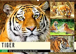 Kalender Tiger. Die schönsten Katzen der Erde (Wandkalender 2022 DIN A2 quer) von Rose Hurley