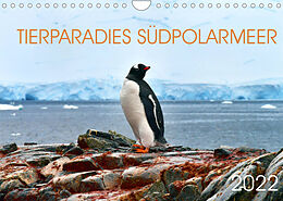 Kalender Tierparadies Südpolarmeer (Wandkalender 2022 DIN A4 quer) von Manfred Bergermann