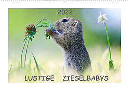 Kalender Lustige Zieselbabys (Wandkalender 2022 DIN A2 quer) von Werner Lang