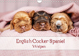 Kalender English Cocker Spaniel Welpen (Wandkalender 2022 DIN A4 quer) von Sabrina Wobith Photography - FotosVonMaja