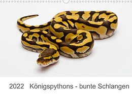 Kalender Königspythons - bunte Schlangen (Wandkalender 2022 DIN A3 quer) von Werner Lang