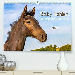 Kalender Baby-Fohlen: sonnige Impressionen (Premium, hochwertiger DIN A2 Wandkalender 2022, Kunstdruck in Hochglanz) von Margret v Conta