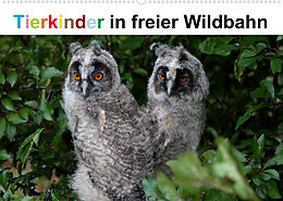 Kalender Tierkinder in freier Wildbahn (Wandkalender 2022 DIN A2 quer) von Günter Bachmeier