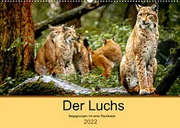Kalender Der Luchs - Begegnungen mit einer Raubkatze (Wandkalender 2022 DIN A2 quer) von Ralf Metzger