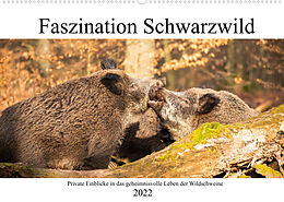 Kalender Faszination Schwarzwild (Wandkalender 2022 DIN A2 quer) von Daniela Fett
