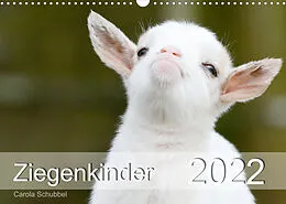Kalender Ziegenkinder (Wandkalender 2022 DIN A3 quer) von Carola Schubbel