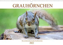 Kalender Grauhörnchen-Die nordamerikanischen Eichhörnchen (Wandkalender 2022 DIN A3 quer) von pixs:sell@fotolia, pixs:sell@Adobe Stock