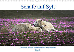 Kalender Schafe auf Sylt (Wandkalender 2022 DIN A3 quer) von Bodo Balzer
