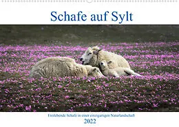 Kalender Schafe auf Sylt (Wandkalender 2022 DIN A2 quer) von Bodo Balzer