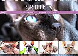 Kalender Sphinx. Grazile und anmutige Nacktkatzen (Wandkalender 2022 DIN A2 quer) von Rose Hurley
