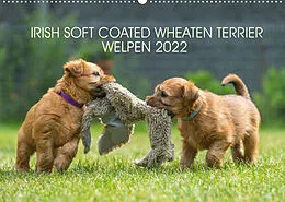 Kalender IRISH SOFT COATED WHEATEN TERRIER WELPEN 2022 (Wandkalender 2022 DIN A2 quer) von Annett Mirsberger