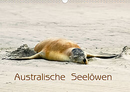 Kalender Australische Seelöwen (Wandkalender 2022 DIN A3 quer) von Silvia Drafz