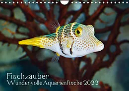 Kalender Fischzauber - Wundervolle Aquarienfische (Wandkalender 2022 DIN A4 quer) von Rainer Plett
