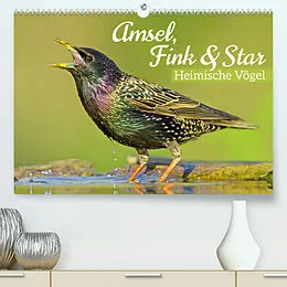 Kalender Amsel, Fink und Star: Heimische Vögel (Premium, hochwertiger DIN A2 Wandkalender 2022, Kunstdruck in Hochglanz) von CALVENDO