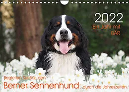 Kalender Ein Jahr mit WAUZEBAER - Der berühmte Berner Sennenhund von Instagram (Wandkalender 2022 DIN A4 quer) von Sonja Brenner