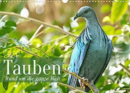 Kalender Tauben der ganzen Welt (Wandkalender 2022 DIN A3 quer) von CALVENDO