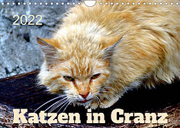 Kalender Katzen in Cranz (Wandkalender 2022 DIN A4 quer) von Henning von Löwis of Menar